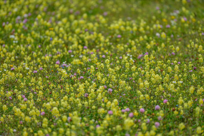 Full frame shot of small flowering plants