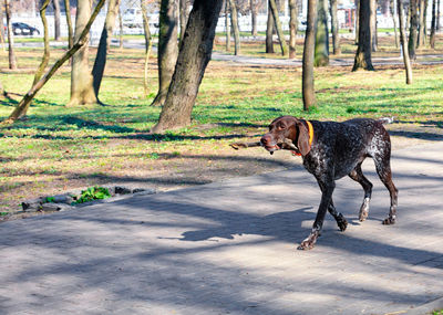 A brown dalmatian walks in a city park on a sunny spring day.