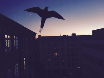 View of birds flying over city