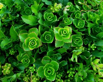 Full frame shot of succulent plant