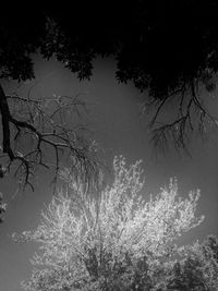 Low angle view of trees against sky