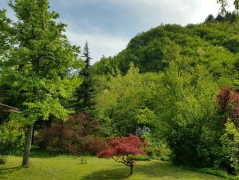 Trees on field against sky