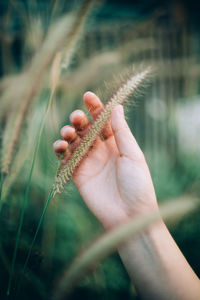 Close-up of hand holding plant