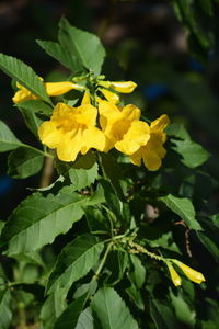 Close-up of yellow flowering plant
