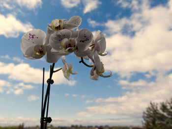 Low angle view of white flowering plants against sky