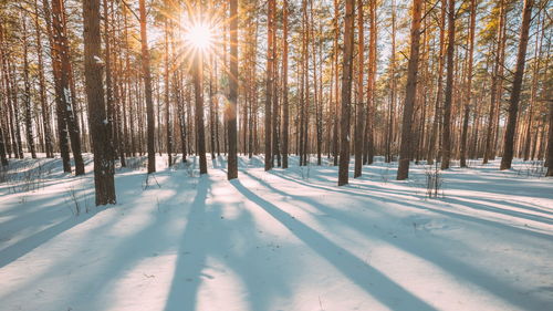 Trees on snow covered field