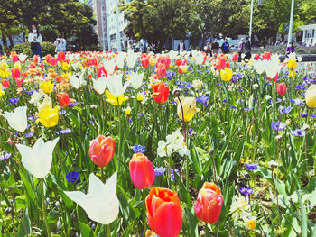 Close-up of tulips in park