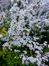 Close-up of white cherry blossoms in spring