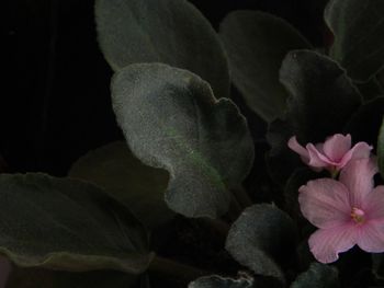 Close-up of flowers