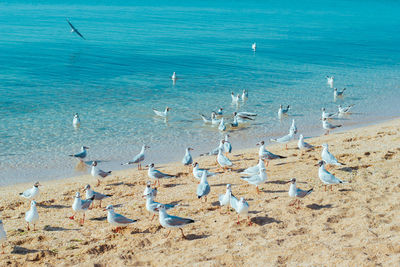 Flock of seagulls on beach