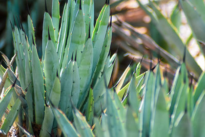 Close-up of succulent plant on field