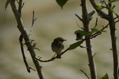 Low angle view of bird perching on branch