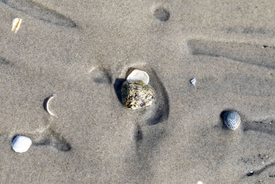 High angle view of seashells on beach