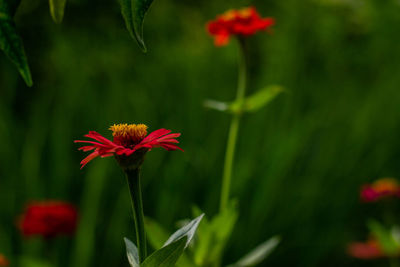 Close-up of red flowering plant