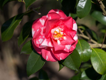 Close-up of pink rose