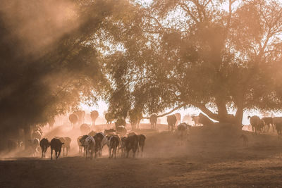 Herd of cows on land