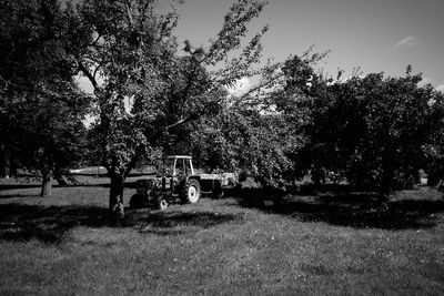 Trees in park