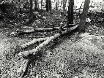 View of tree trunk in forest