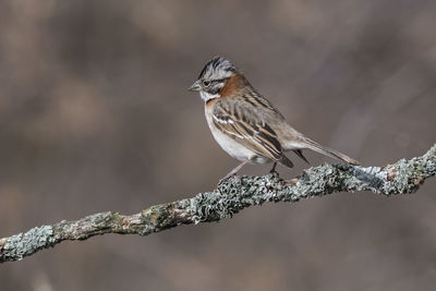 Close-up of bird perching on branch