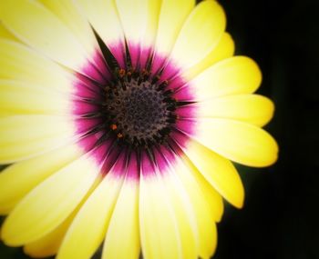 Close-up of yellow flower blooming outdoors