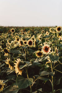 Close-up of sunflower on field against sky