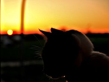 Close-up of cat at sunset