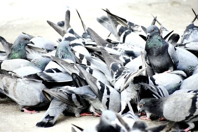 High angle view of pigeons eating food