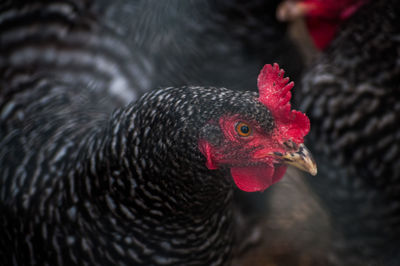 Close-up of rooster