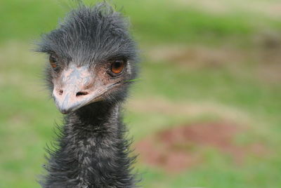 Close-up portrait of ostrich