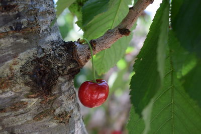 Close-up of red berries on tree