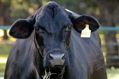 Close-up portrait of a rabbit