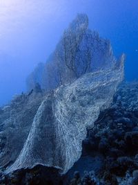 Close-up of coral in sea