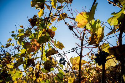 Low angle view of yellow flowering plant against sky