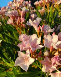 Close-up of pink flower