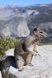 Side view of a squirrel on rock