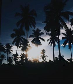 Silhouette palm trees against sky at night