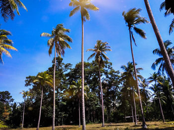 Low angle view of coconut palm trees against sky