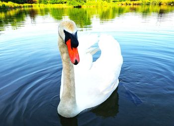 View of swan in lake