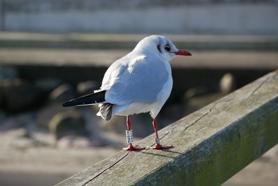 Close-up of seagull perching on railing