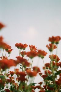 Close-up of flowering plants on field against sky