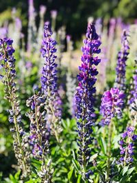 Close-up of purple flowering plants on field