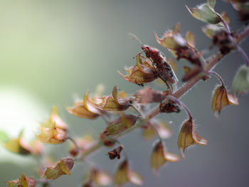 Close-up of flowering plant