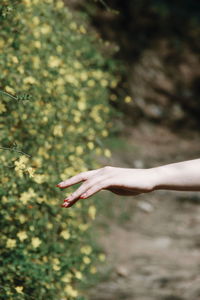 Close-up of hand by plant