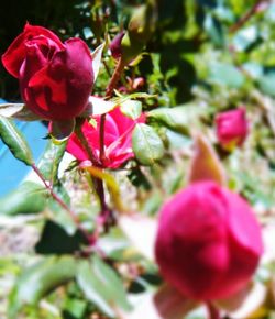 Close-up of pink rose