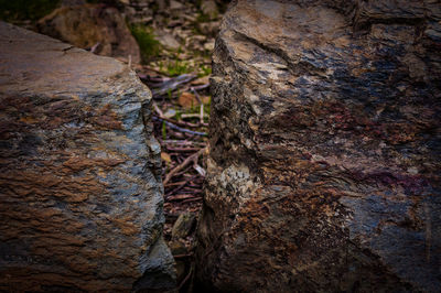 Close-up of tree trunk