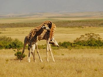 Giraffes standing on landscape during sunny day