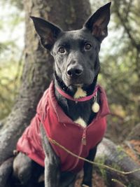 Close-up portrait of a dog