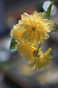 Close-up of yellow flowers blooming outdoors