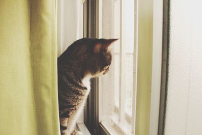 Cat on window sill at home