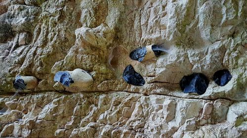 Bird perching on rock